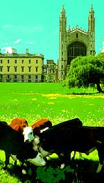 Cambridge Cows