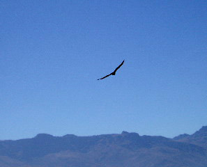 Condor over the Inca Road at summit of Inka-Rakay