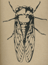 New Zealand Cicada image